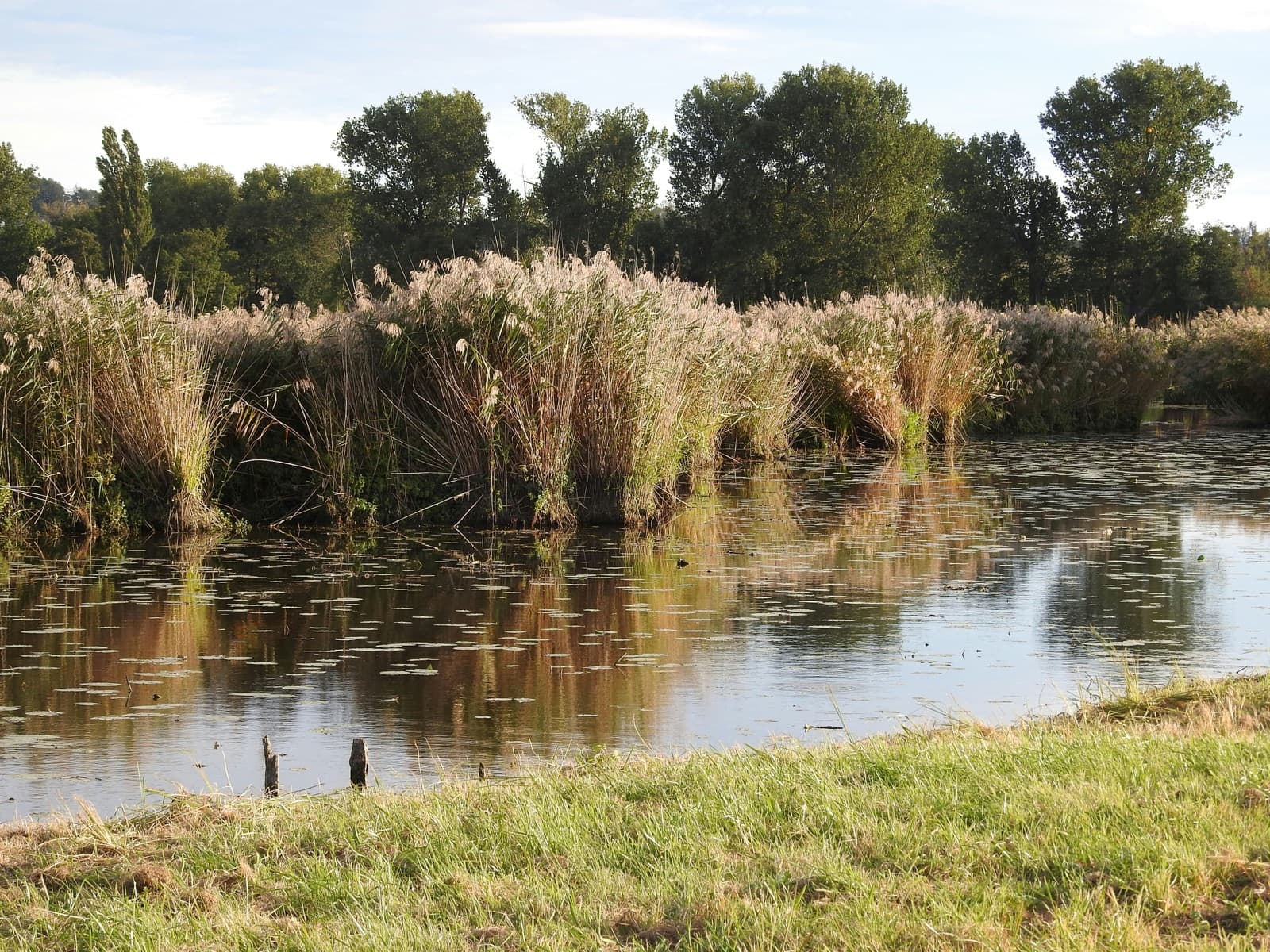 Mwogo Marshland